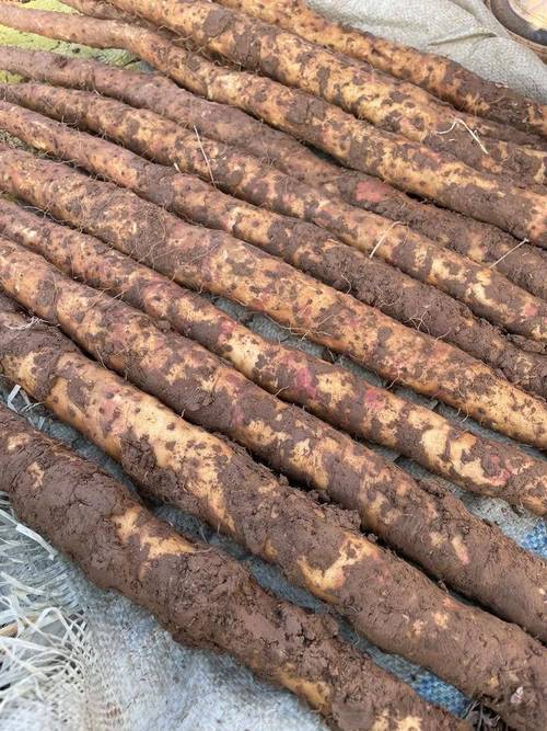 公司牛志金,经营范围包括食品销售,食品互联网销售,食用农